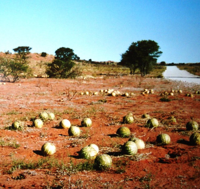 cocomero del Kalahari