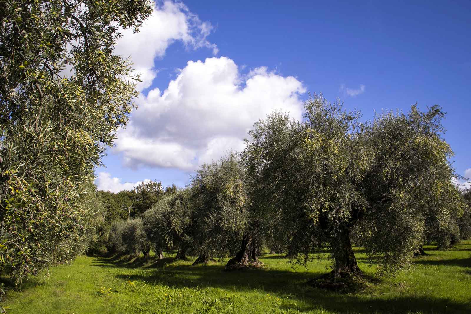 ulivi olio extravergine di oliva