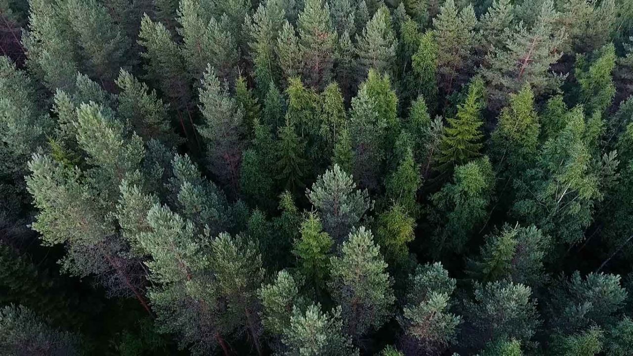 foresta in Svezia