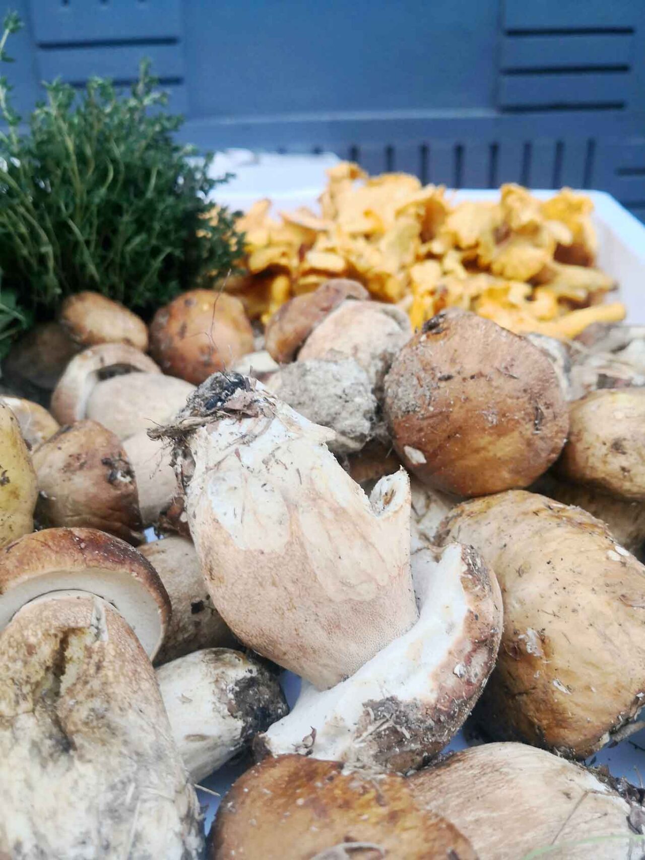 funghi porcini in Abruzzo: 
