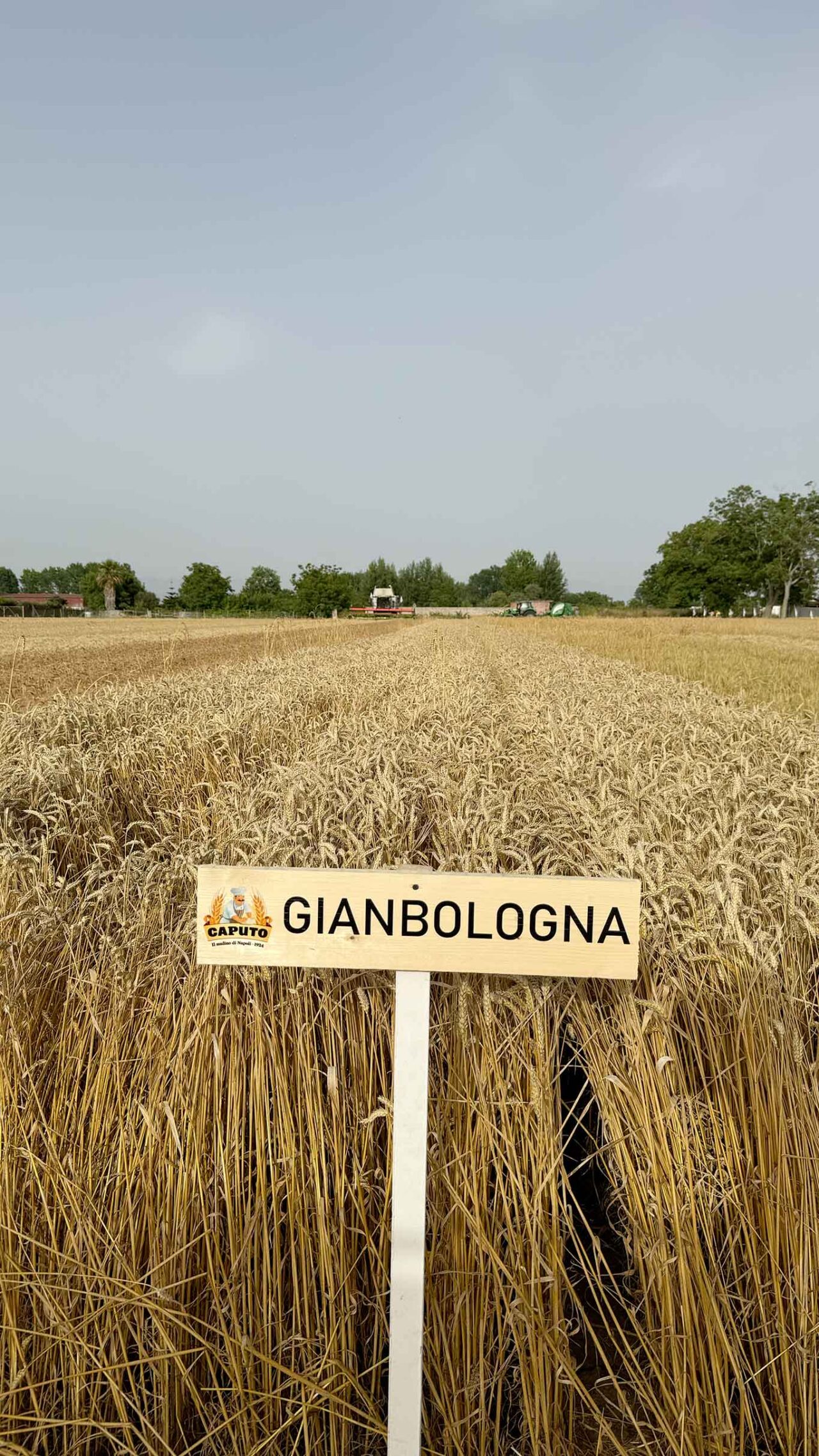 il grano Gianbologna resistente ai cambiamenti climatici